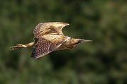 Stephen Nobbs - Bittern in Flight